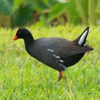 Hawaiian Gallinule